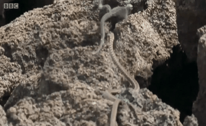 Xem đoạn video ấn tượng nhất lịch sử thế giới động vật: Cuộc đuổi bắt giữa con cự đà và bầy rắn