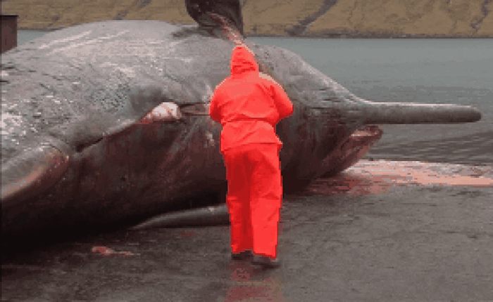 Đừng có dại mà đến gần xác cá voi nếu không muốn thảm họa xảy ra
