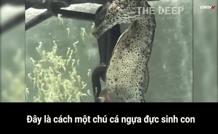[Video] Dám chắc chưa bao giờ bạn được xem cá ngựa đực đẻ ra cả ngàn con như thế này
