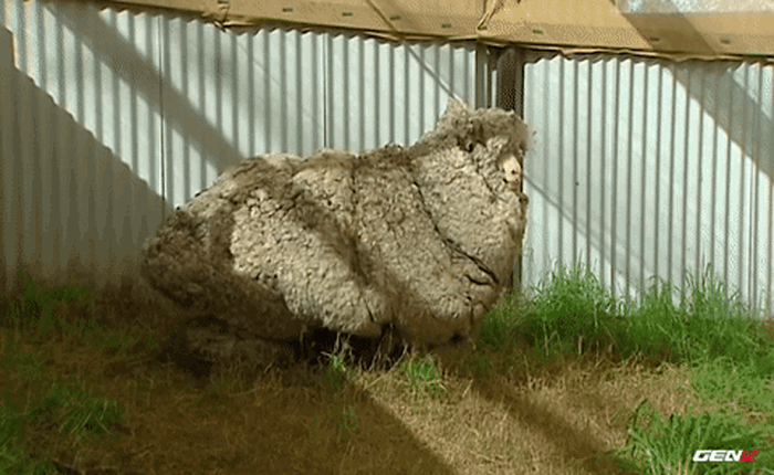 [Video] Sẽ ra sao nếu 5 năm liên tiếp chú cừu này không được cạo lông?