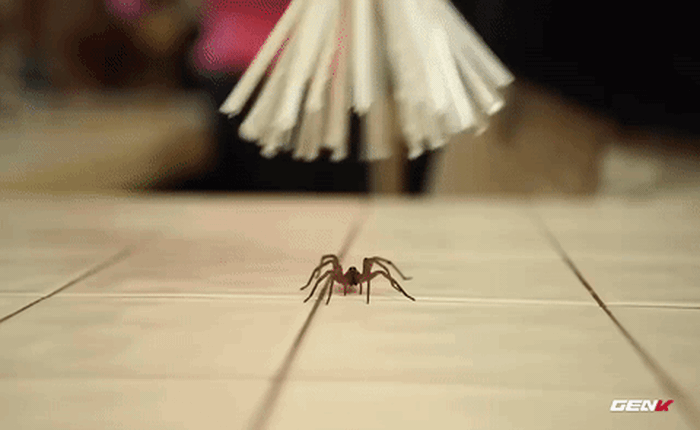 [Video] Phát minh đột phá ra cây bắt nhện
