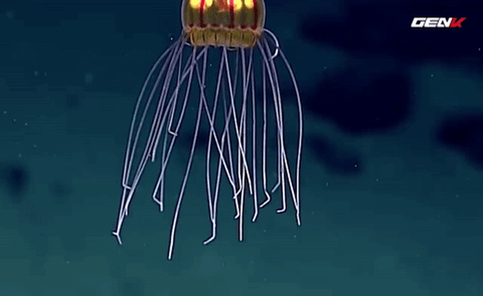 [Video] Không phải quái vật ngoài hành tinh đâu, đây thực chất là một con sứa