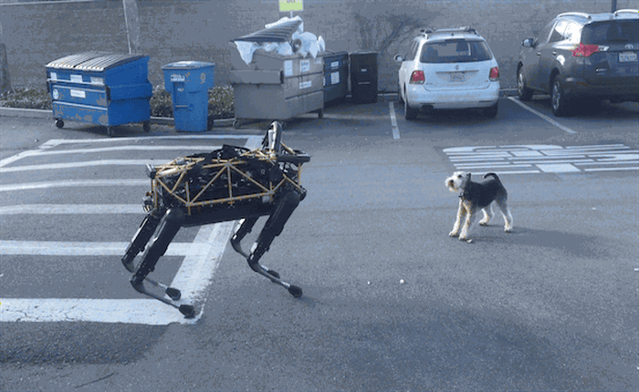 [Video] Đừng lầm tưởng nhé, chó nhà thực ra chẳng ưa gì chó robot đâu