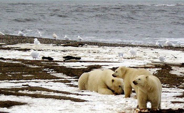 Nhiệt độ cao bất thường ở Bắc Cực đang làm băng tan nhanh hơn dự kiến