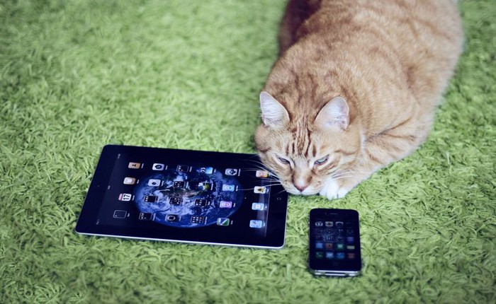 Chuyện lạ Facebook: Chia sẻ ảnh mèo, khóa ngay tài khoản?