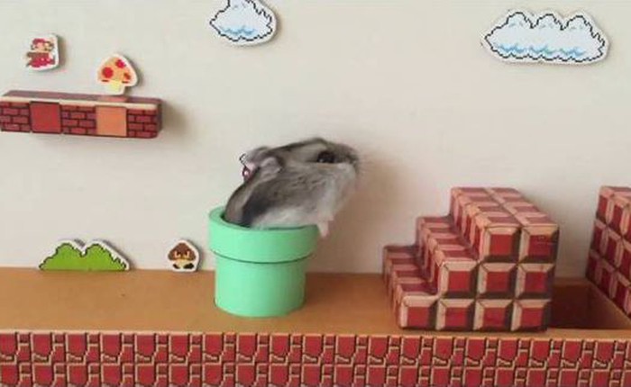 Xem chuột hamster đóng vai Mario đi, buổi chiều mệt mỏi của bạn sẽ tan biến ngay lập tức