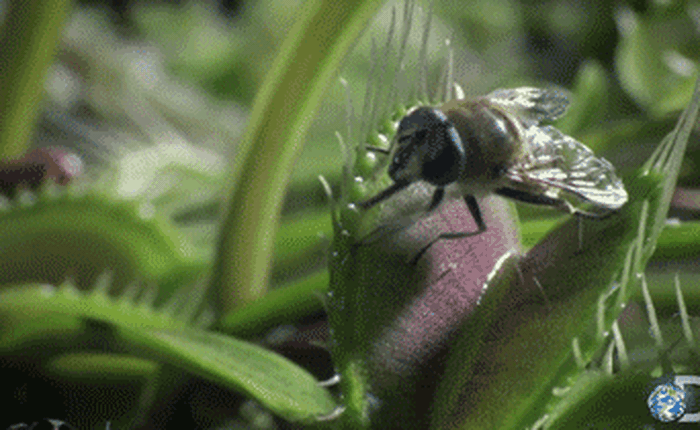 Khoa học chứng minh cây bắt ruồi thực sự biết đếm