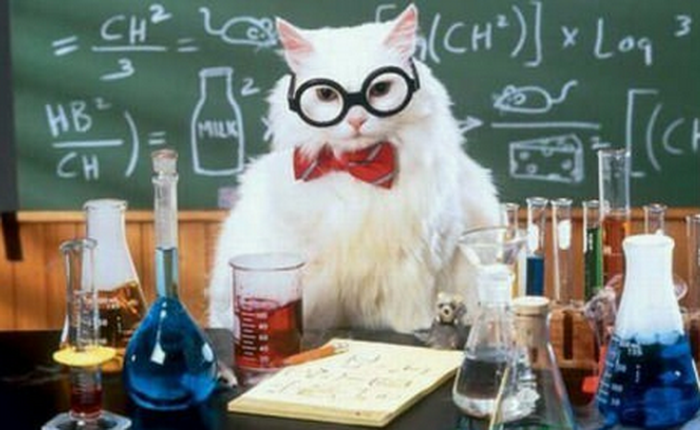 Có thể bạn chưa biết năm 1975, một chú mèo từng được xếp là đồng tác giả bài nghiên cứu vật lý