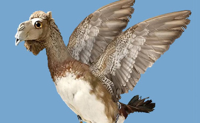 Cư dân mạng hốt hoảng: Thực hư "Lạc đà là loài chim lớn nhất thế giới"?