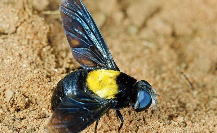 Giới khoa học cãi nhau nảy lửa chỉ vì một con ruồi xinh đẹp