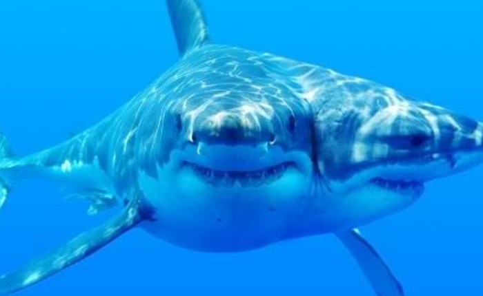 Một con cá mập 2 đầu đang được các nhà khoa học nuôi dưỡng, ác mộng trong phim ảnh sắp trở thành sự thực