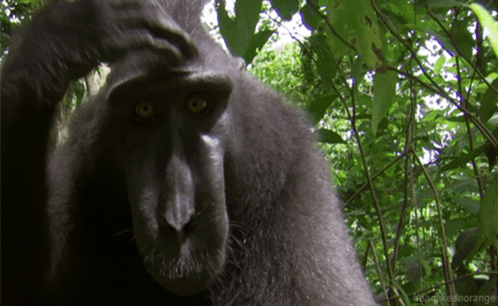 8 "sự thiệt" ít ai biết về loài khỉ - sinh vật nhí nhố nhất hành tinh