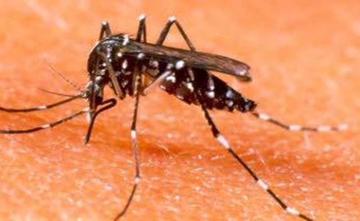 Các nhà nghiên cứu vừa phát hiện trường hợp nhiễm Zika qua tiếp xúc trực tiếp đầu tiên trên thế giới