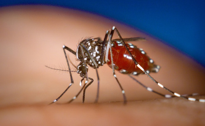Sân bay Đà Nẵng xuất hiện muỗi truyền bệnh Zika