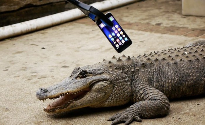 Thanh niên rảnh rỗi mang iPhone 7 ra "trêu" cá sấu và cái kết đắng lòng