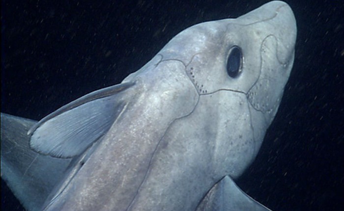 Lần đầu tiên các nhà khoa học quay phim được một con cá mập ma dưới đáy biển sâu