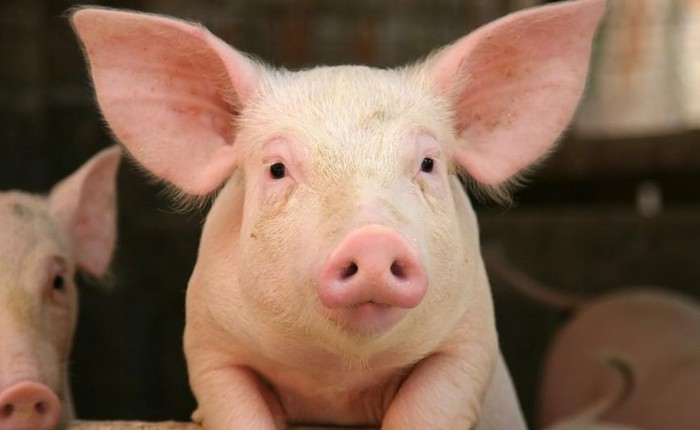 Nghiên cứu lai tạo sinh vật "mình lợn não người" của Mỹ gây tranh cãi lớn