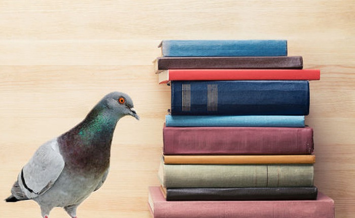 Nghiên cứu chỉ ra rằng chim bồ câu biết đọc