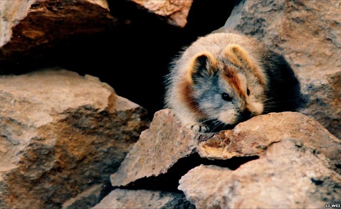 Loài chuột nhỏ giống Pikachu nhất đang đứng trên bờ tuyệt chủng