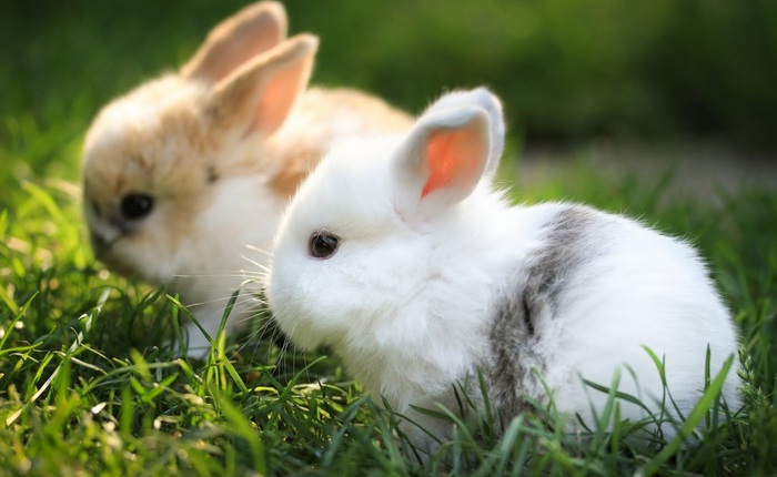 Bạn sẽ không thể tin nổi một sai lầm nhỏ này đã đẻ ra 10 tỷ con thỏ