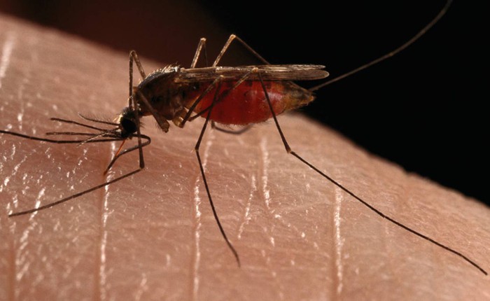 Công nghệ biến đổi gen sẽ khiến loài muỗi trở nên "thân thiện" hơn hoặc khiến chúng tự diệt