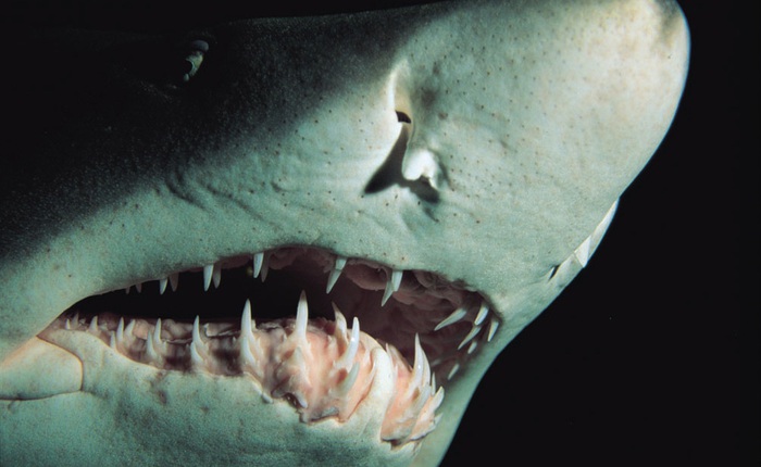 Thực hư chuyện chỉ cần 1 giọt máu, cá mập có thể ngửi thấy ở khoảng cách 400m
