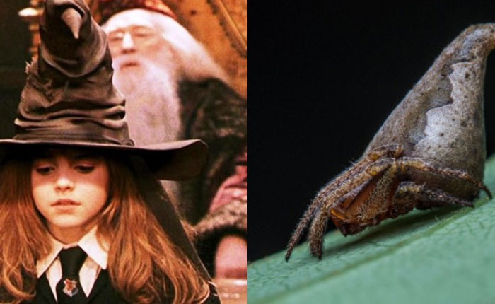 Phát hiện loài nhện mới có hình dáng y chang mũ phù thủy của Harry Potter