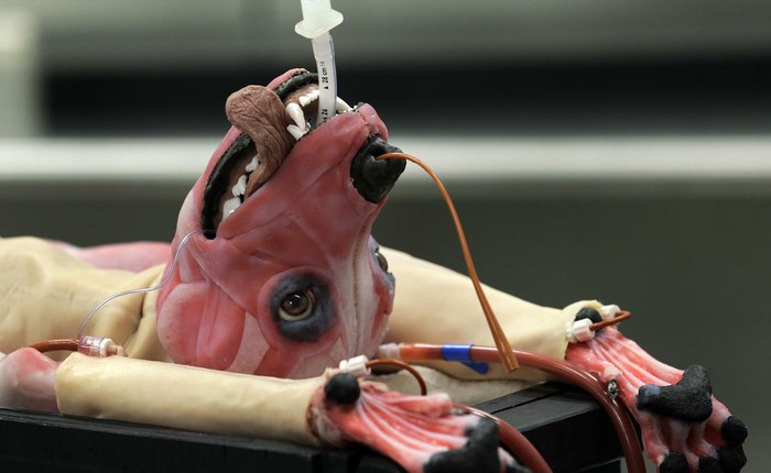 Các nhà khoa học tạo ra zombie-chó, có thể thở, chảy máu thậm chí có thể chết