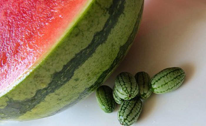 Cucamelon - loại dưa hấu tí hon có thể trồng được ngay tại nhà của bạn