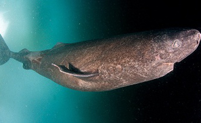 Vừa phát hiện "cụ bà" cá mập đã 400 tuổi vẫn đang tung tăng bơi lội