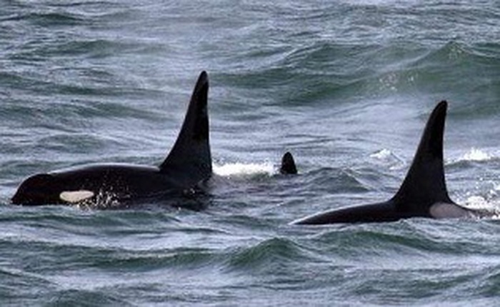 Một con cá voi hiếm vừa thiệt mạng do bị gắn thiết bị theo dõi lên người