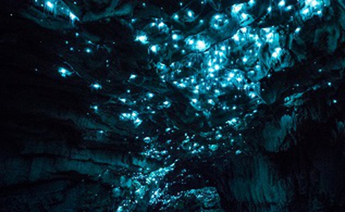 Hang động 30 triệu năm tuổi có một khung cảnh kì ảo tuyệt vời nhờ loài giun phát sáng