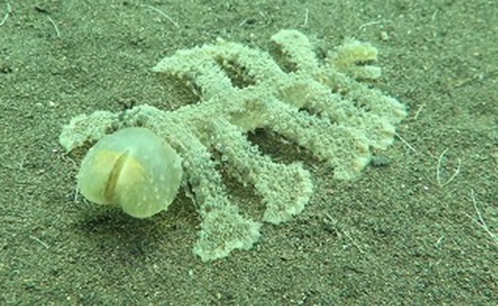 Con sên biển 13 chân kì lạ này cho ta thấy rằng biển sâu còn quá nhiều điều chúng ta chưa biết