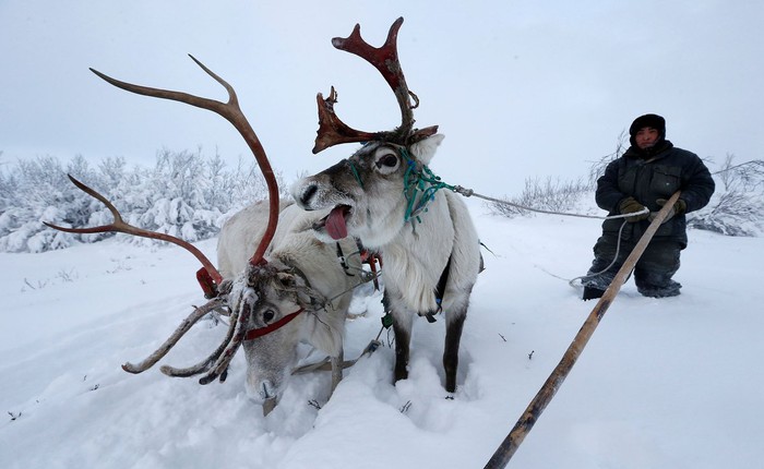 Cuộc sống khắc nghiệt không như truyện cổ tích của những chú tuần lộc giữa cái lạnh -40 độ C ở cực bắc nước Nga