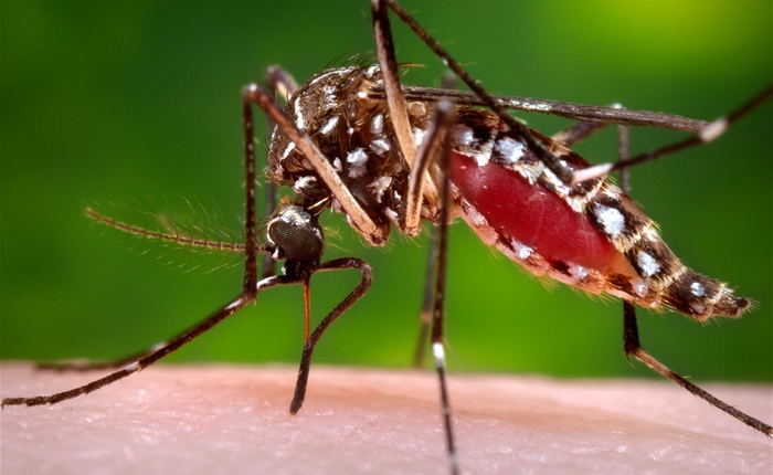 Vaccine ngừa virus Zika sẽ được thử nghiệm trên người vào cuối năm 2016