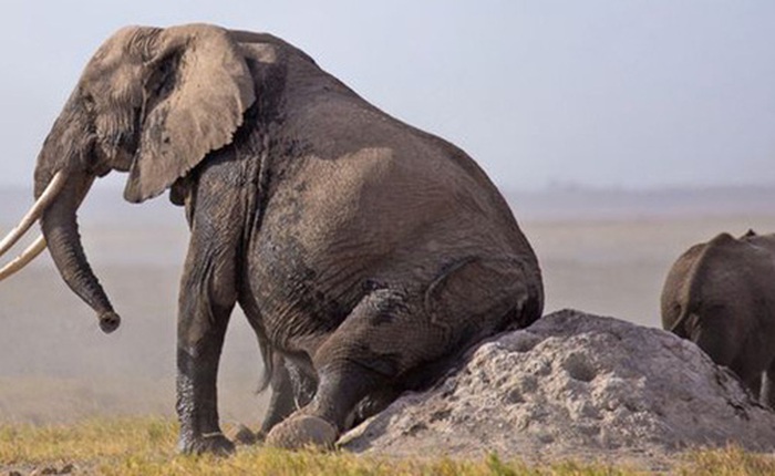 Nếu bị ngứa mông, voi sẽ gãi kiểu gì?