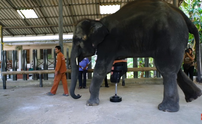 Gặp gỡ Mosha - Con voi đầu tiên trên thế giới được gắn chân giả