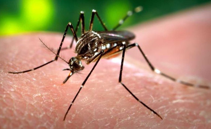 Có nên hoãn chuyến du lịch tới Brazil của bạn vì virus Zika?