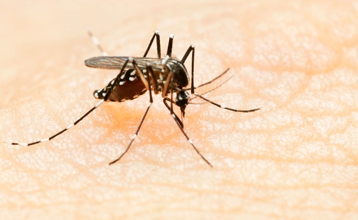 Xem video này bạn mới hiểu loài muỗi hút máu chúng ta phức tạp như thế nào