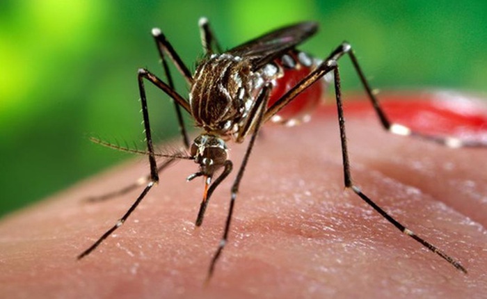 Phát hiện động trời: Nam giới nhiễm virus Zika có nguy cơ bị teo tinh hoàn tới 90%