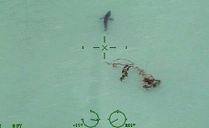 Đằng sau đoạn phim 15 con cá mập trắng bơi quanh người lướt sóng là thực tế đáng lo ngại về số phận của chúng