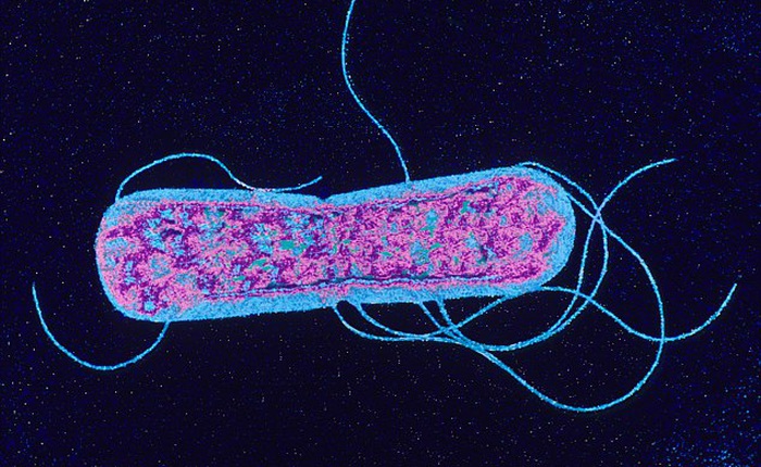 Vũ khí mới chống lại siêu vi khuẩn kháng kháng sinh: Tế bào nhân tạo làm "gián điệp" trong ổ nhiễm trùng