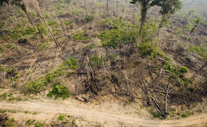 Đáng báo động, rừng nhiệt đới đang phát thải nhiều khí carbonic hơn cả oxy