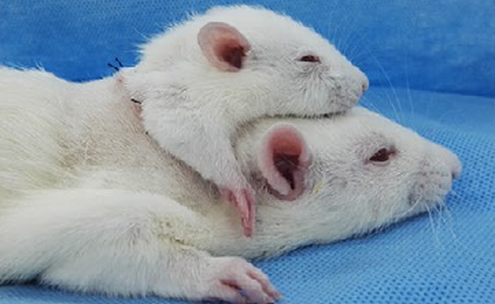 Các nhà khoa học vừa ghép thành công đầu một con chuột nhỏ lên một con chuột lớn hơn, tạo ra chuột 2 đầu