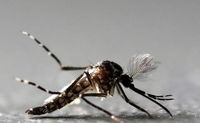 Các nhà khoa học cho rằng virus Zika có thể điều trị ung thư não