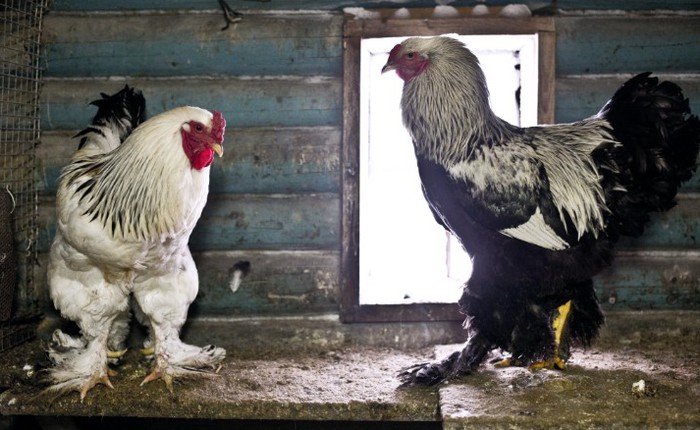 Video lan truyền mạnh trên internet: một con gà to chưa từng thấy