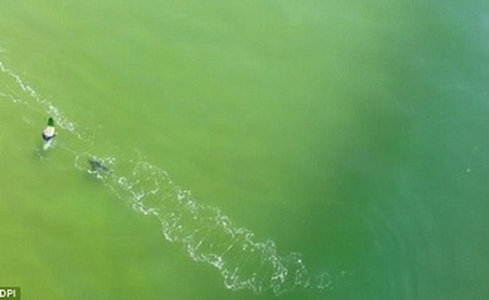 Giây phút đáng sợ: cá mập trắng khổng lồ tiến sát tay chơi lướt sóng
