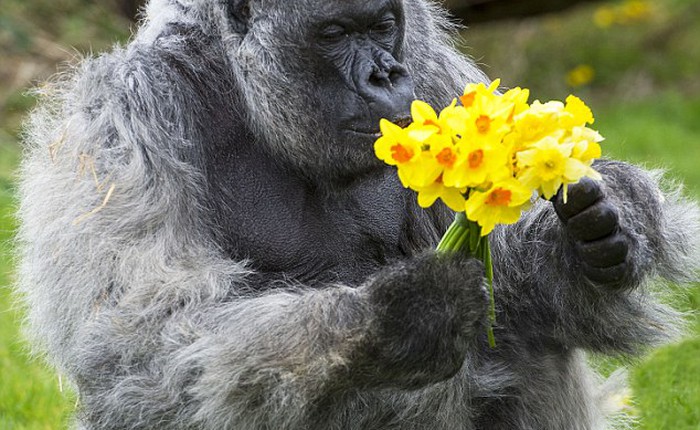 Bộ ảnh khiến bạn yêu đời: Chuyện gì xảy ra khi ta tặng hoa cho 1 chú gorilla?