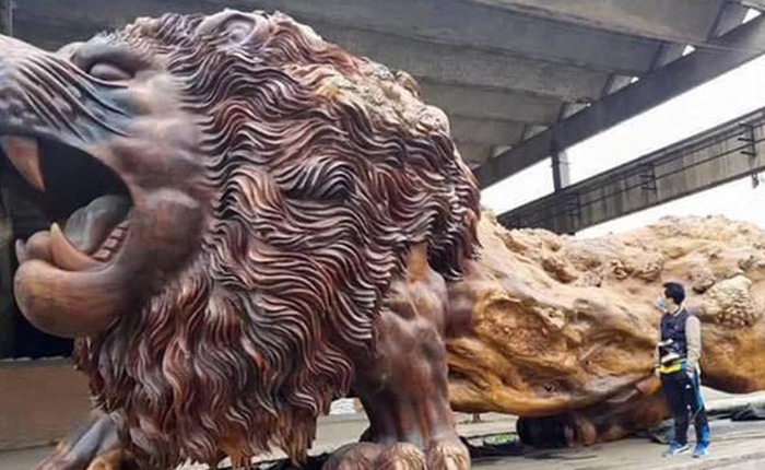 Bức tượng sư tử gỗ oai vệ cao 5m, dài 15m khiến người xem choáng ngợp