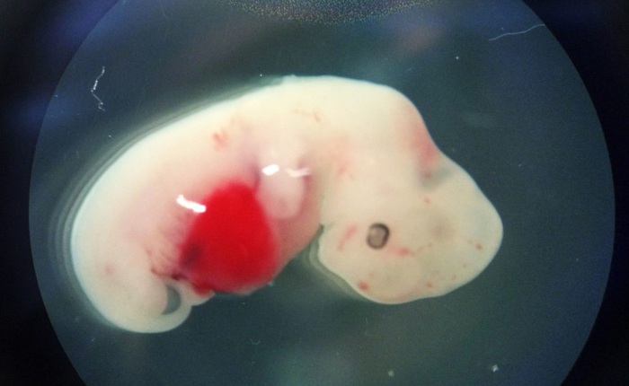 Lần đầu tiên tạo thành công phôi thai nửa người nửa lợn, các nhà khoa học hủy thí nghiệm giữa chừng vì lo sợ